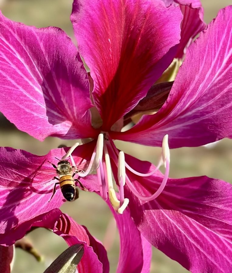 Pink bauhinia flower with bee, Maui
