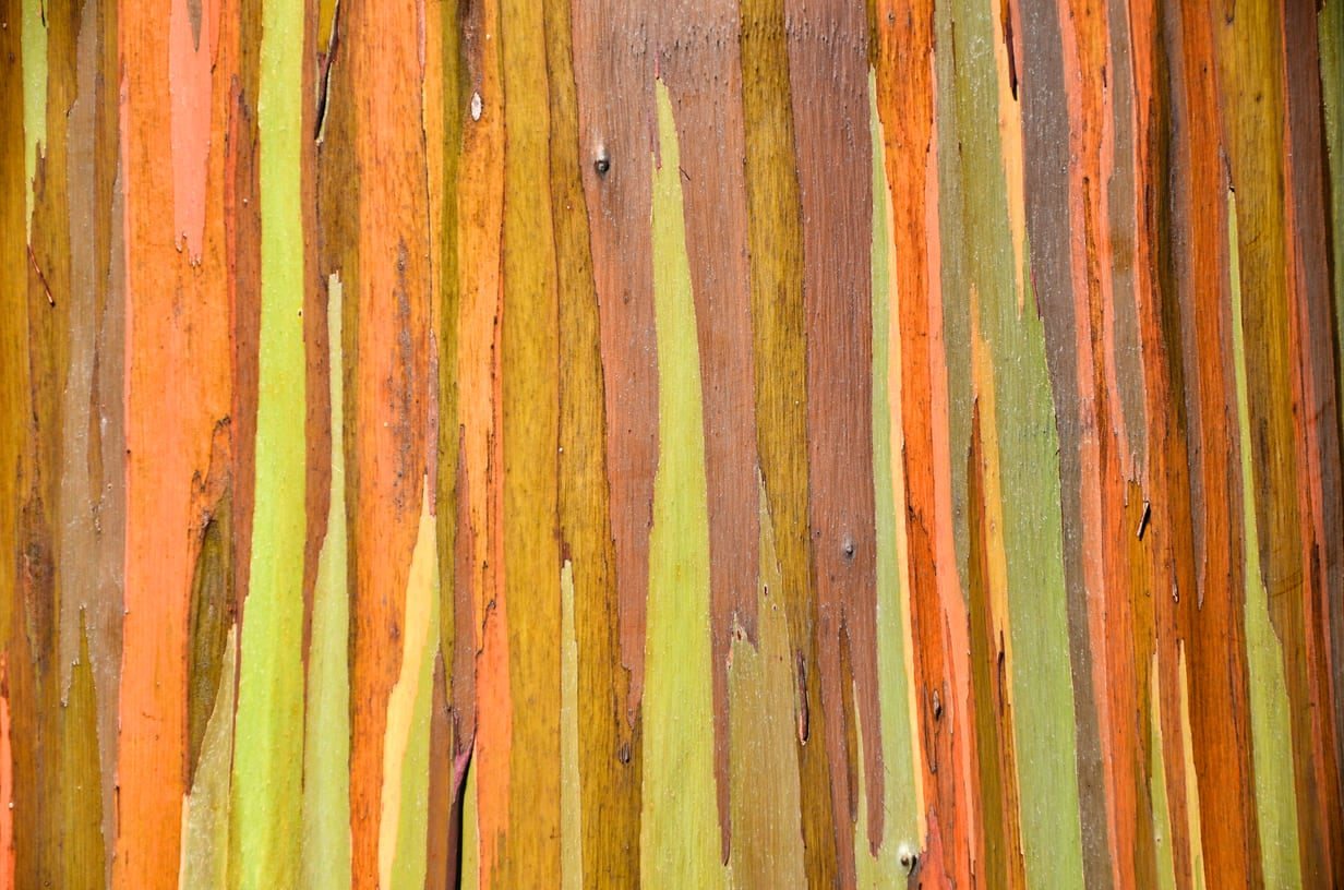 Colorful bark of a rainbow eucalyptus tree, Maui